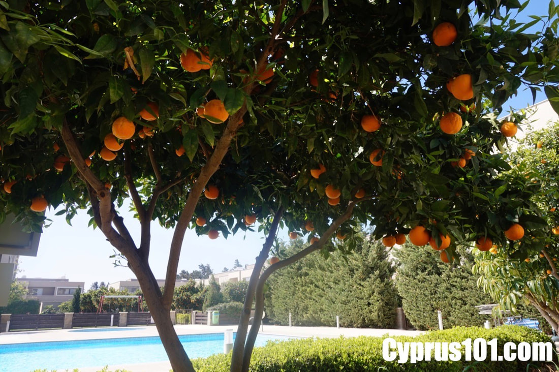 mandria-paphos-apartment