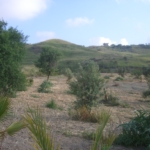 Simou, Paphos, Cyprus plots for sale