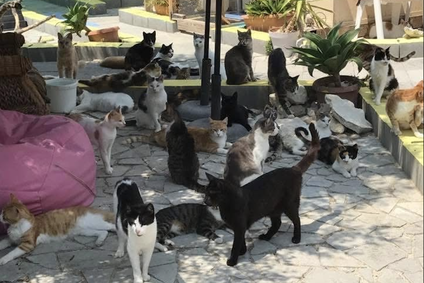Cats at the Tala Saint Neophytos Monastery