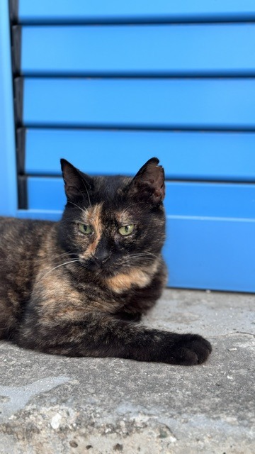 Paphos Cyprus Cats